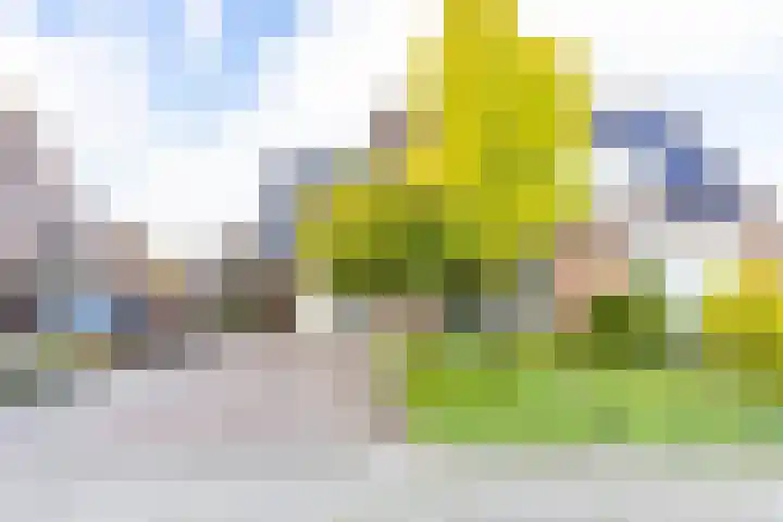Molepaed 4 Scharnegoutum thumbnail 40