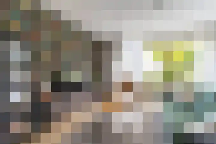 Molepaed 4 Scharnegoutum thumbnail 8