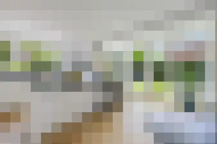 Moleplaat 7 Leeuwarden thumbnail 15