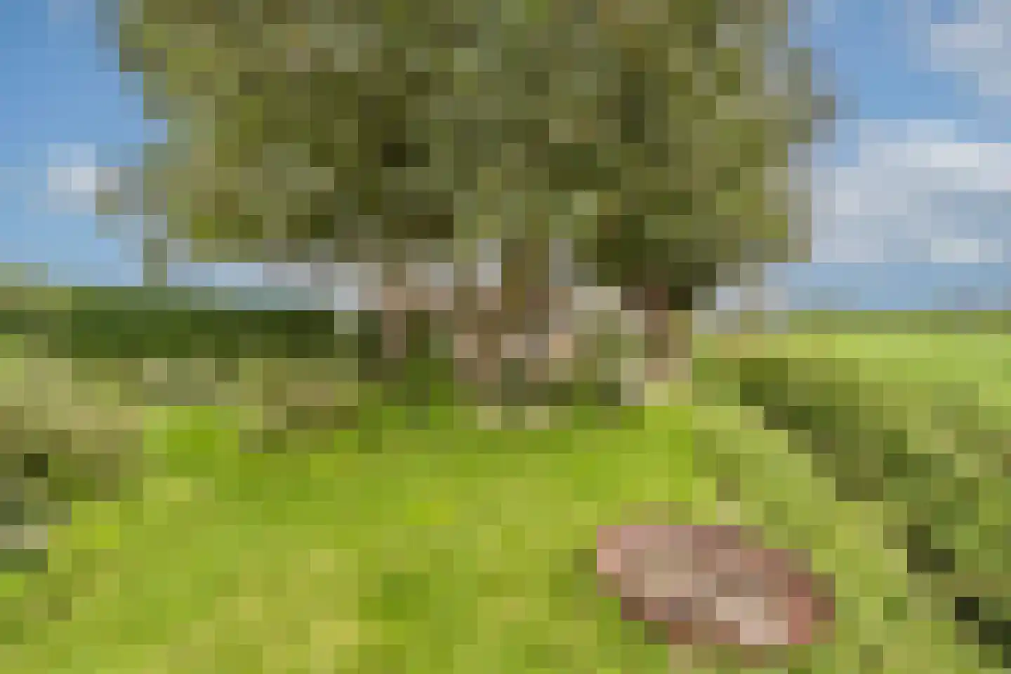 Mollekade 27 Heinenoord thumbnail 59