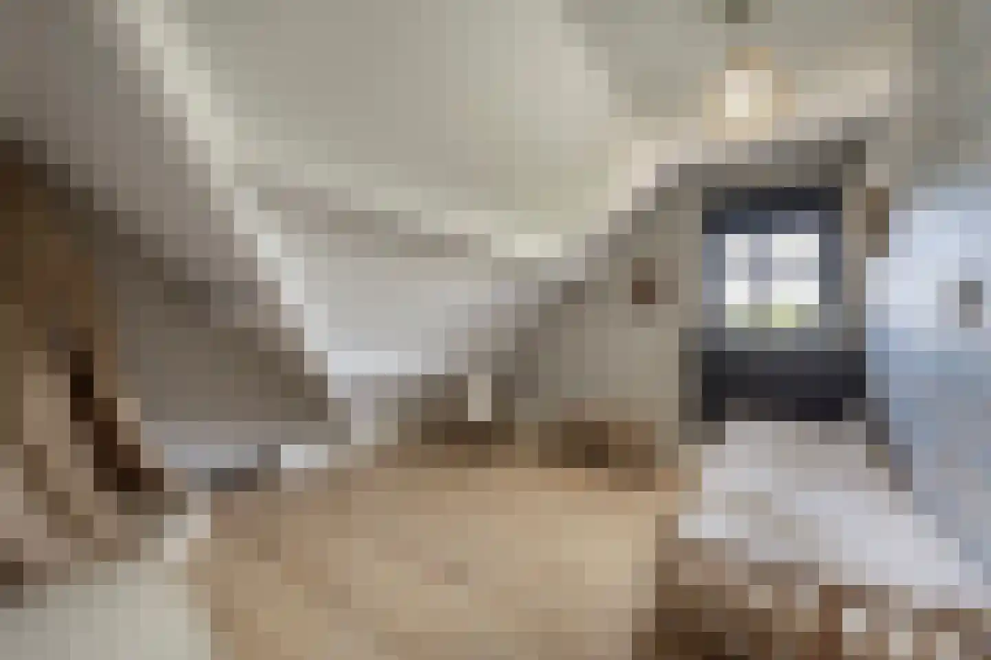 Mollekade 28 Heinenoord thumbnail 33