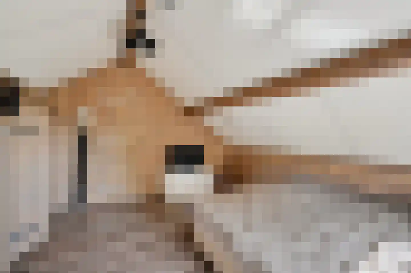 Mollemastraat 18 Zwartemeer thumbnail 36