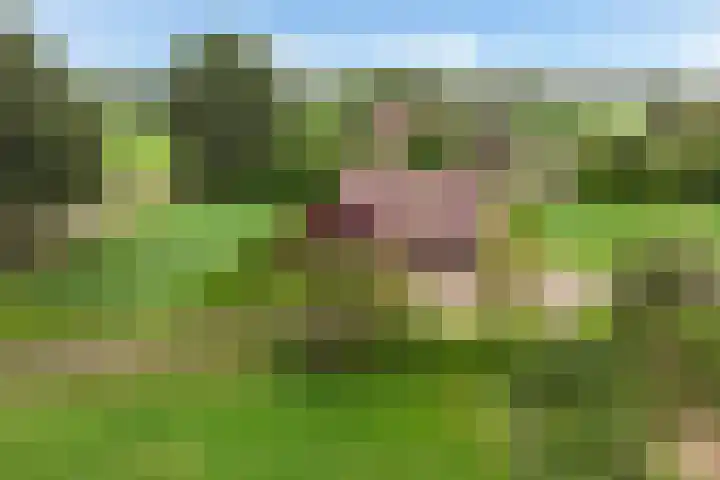Mölleweg 2 Beltrum thumbnail 8