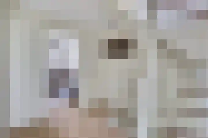 Molster 21 Krabbendijke thumbnail 13