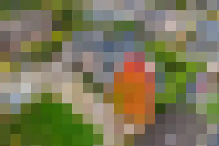 Molt 6 Simpelveld thumbnail 45