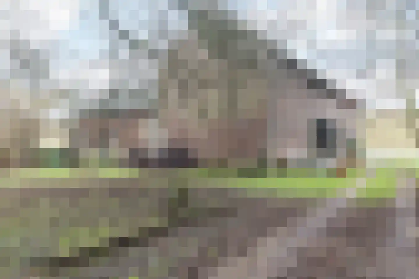 Mommerwegsken 1 Stein thumbnail 20