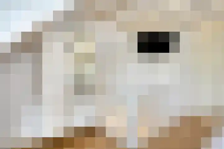 Mondriaanlaan 34 Heerhugowaard thumbnail 29