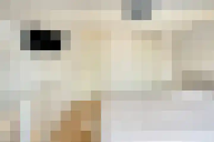 Mondriaanlaan 34 Heerhugowaard thumbnail 31