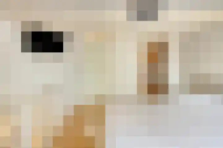 Mondriaanlaan 34 Heerhugowaard thumbnail 32