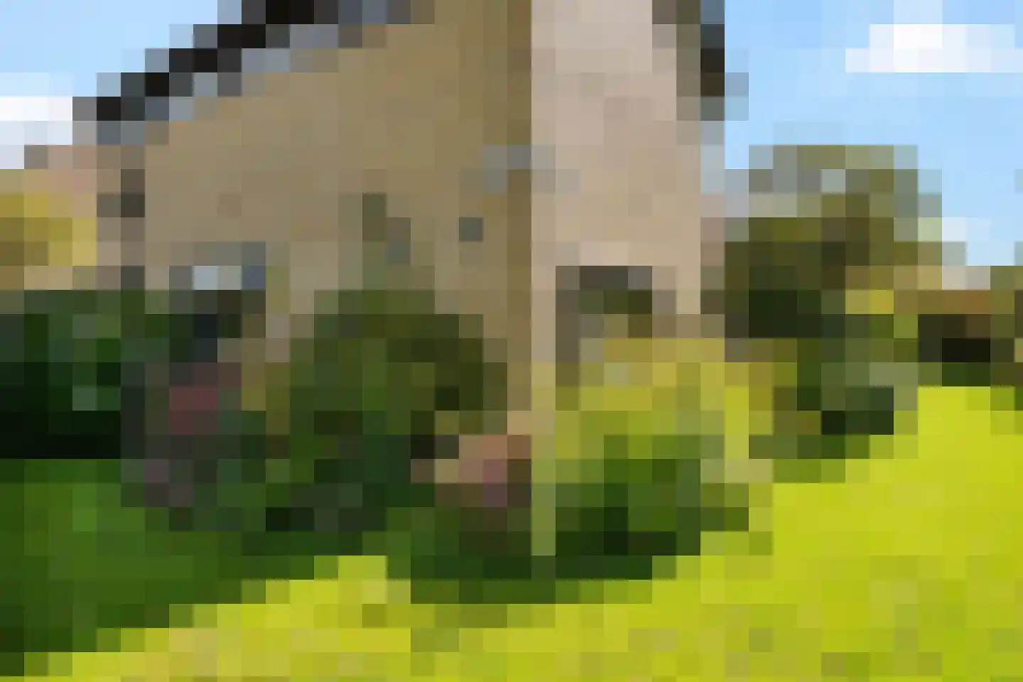 Mondsteen 26 Delfzijl thumbnail 15