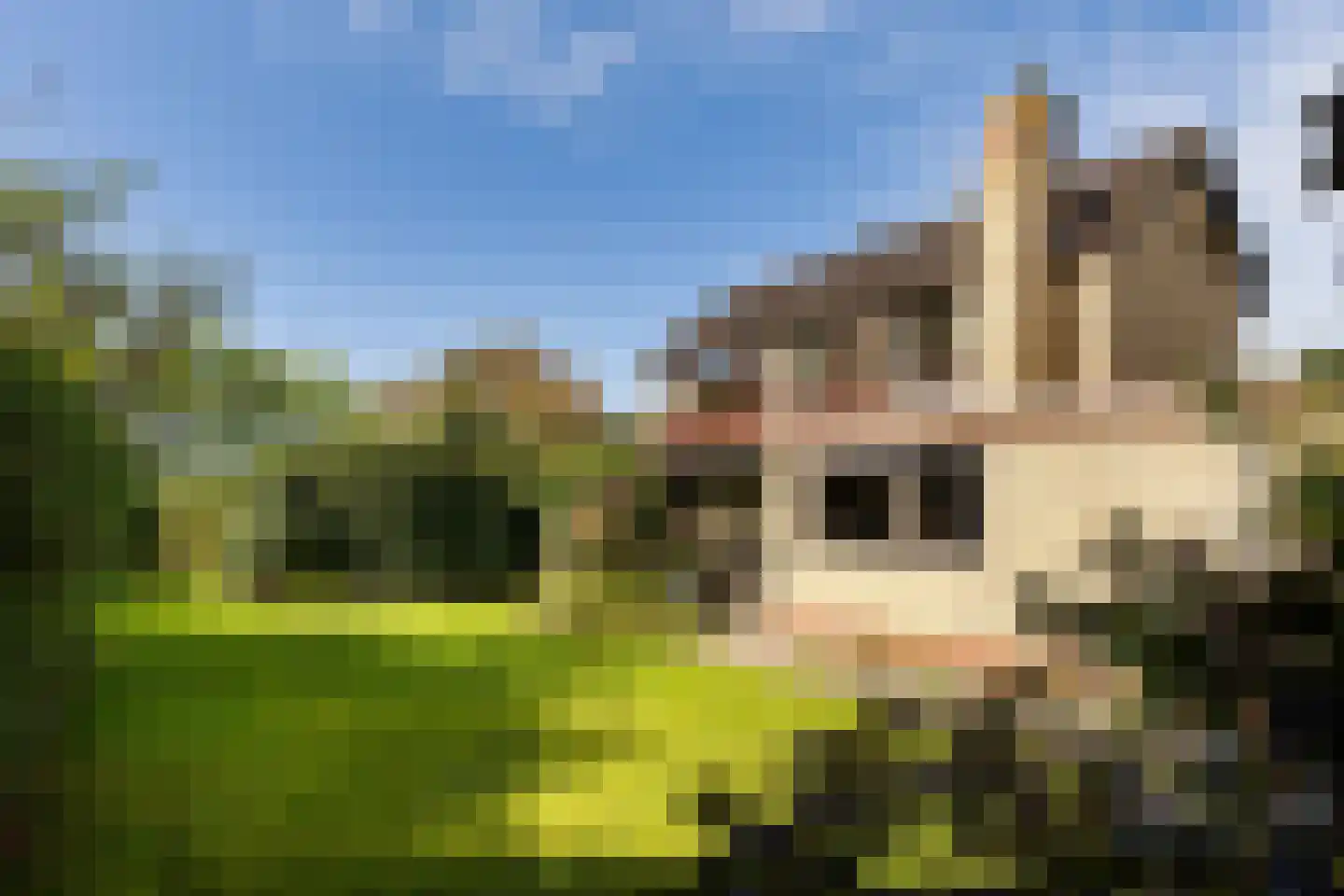 Mondsteen 26 Delfzijl thumbnail 18