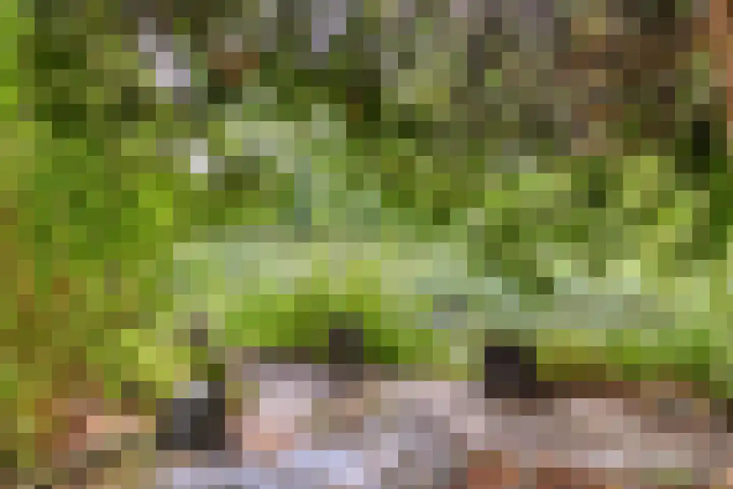 Monnet-Nes 3 Bergen (NH) thumbnail 25
