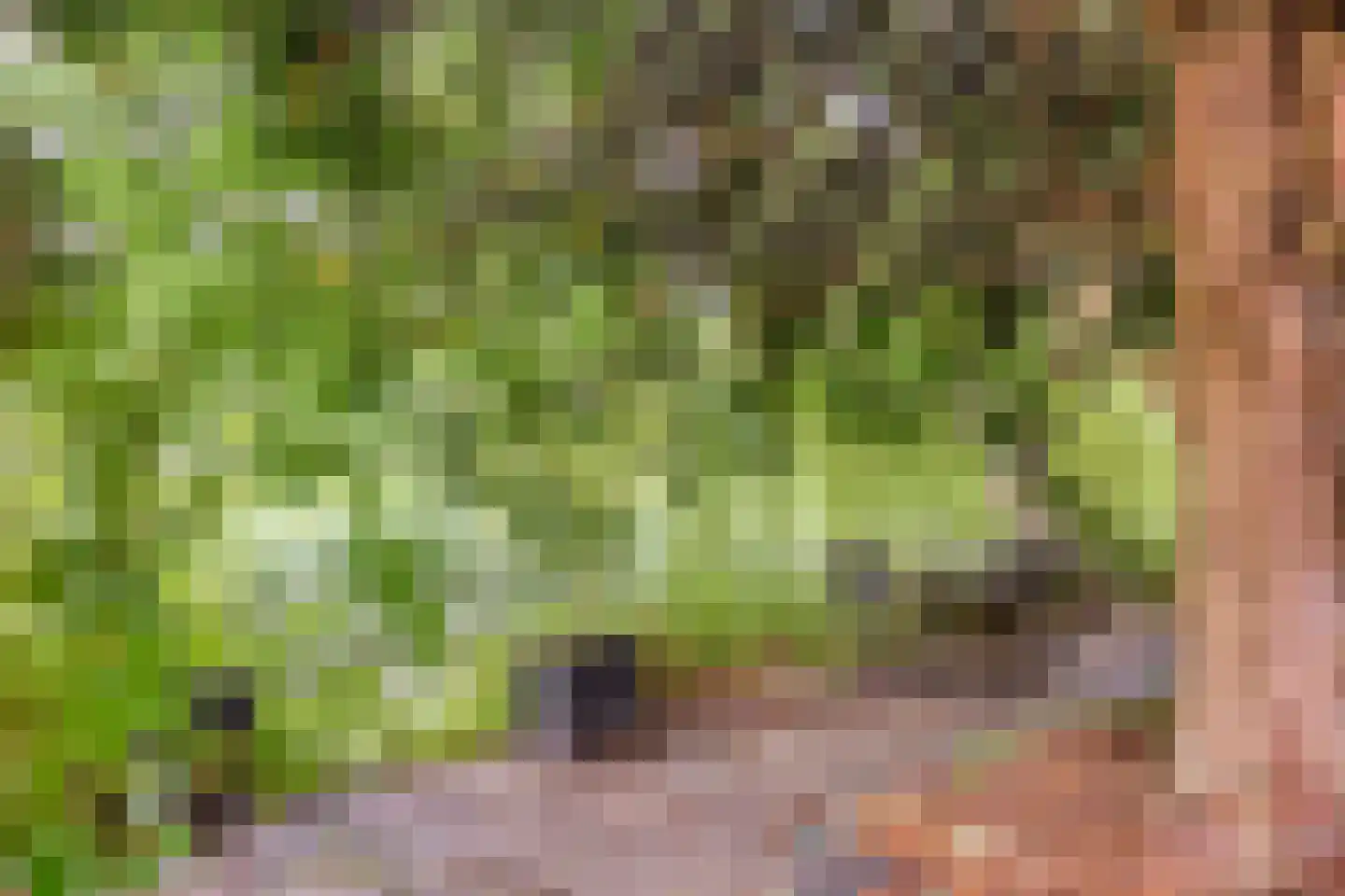 Monnet-Nes 3 Bergen (NH) thumbnail 30
