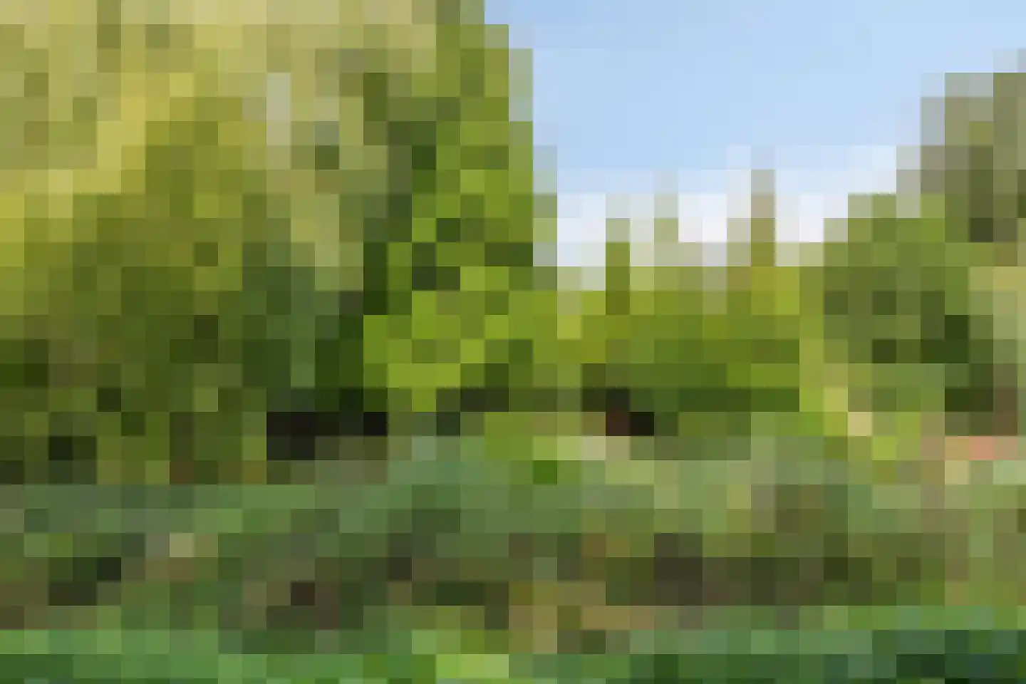 Monnet-Nes 3 Bergen (NH) thumbnail 34