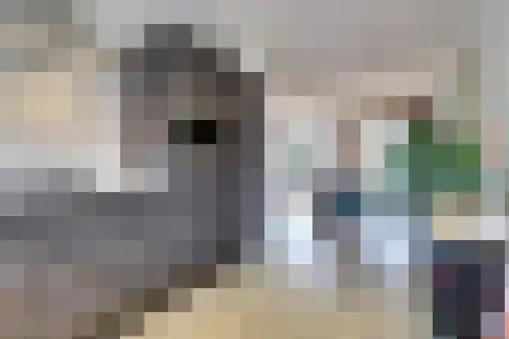 Monnetstede 36 Goes thumbnail 19