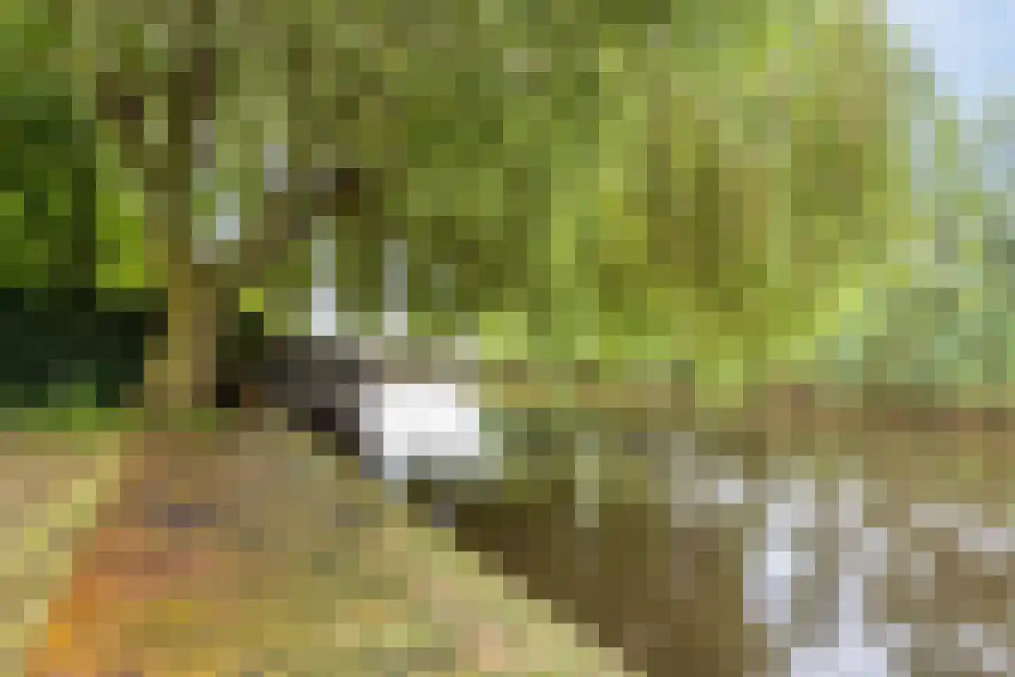 Monnickendammerrijweg 20 Ilpendam thumbnail 40