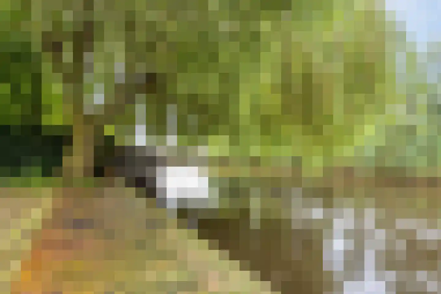 Monnickendammerrijweg 20 Ilpendam thumbnail 41