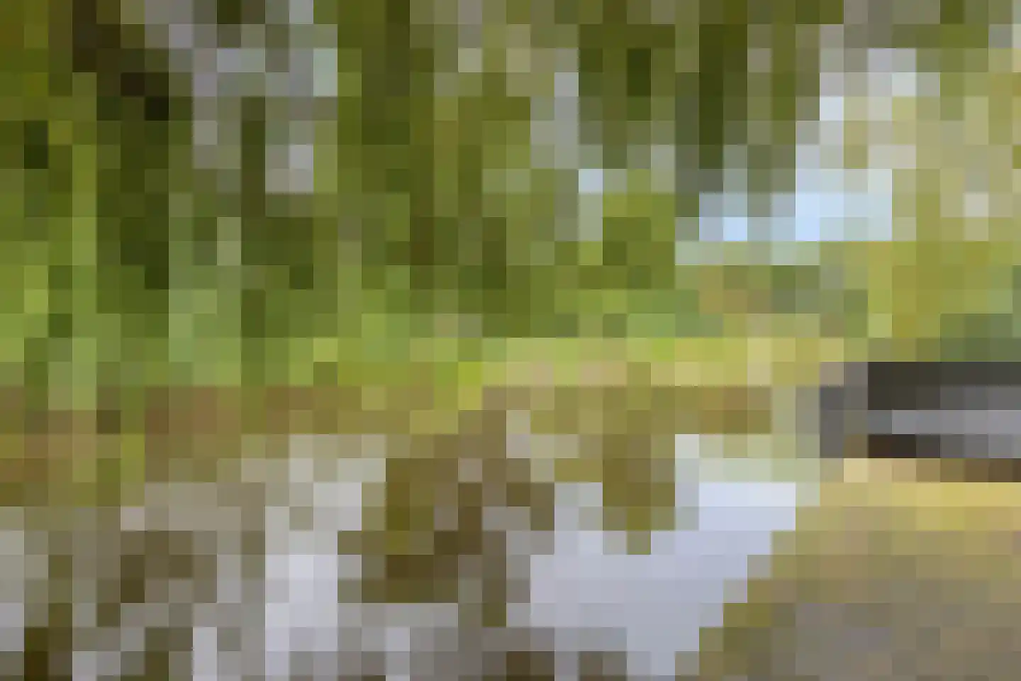 Monnickendammerrijweg 20 Ilpendam thumbnail 41