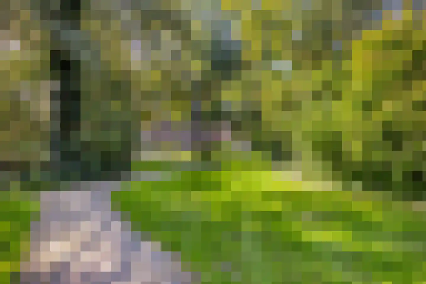 Monnikevenne 11 Monnickendam thumbnail 60