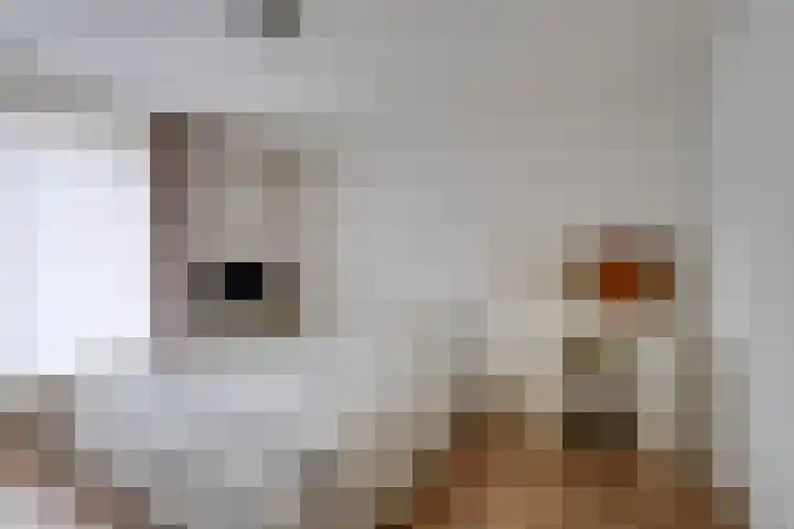 Monnikskap 9 Udenhout thumbnail 20