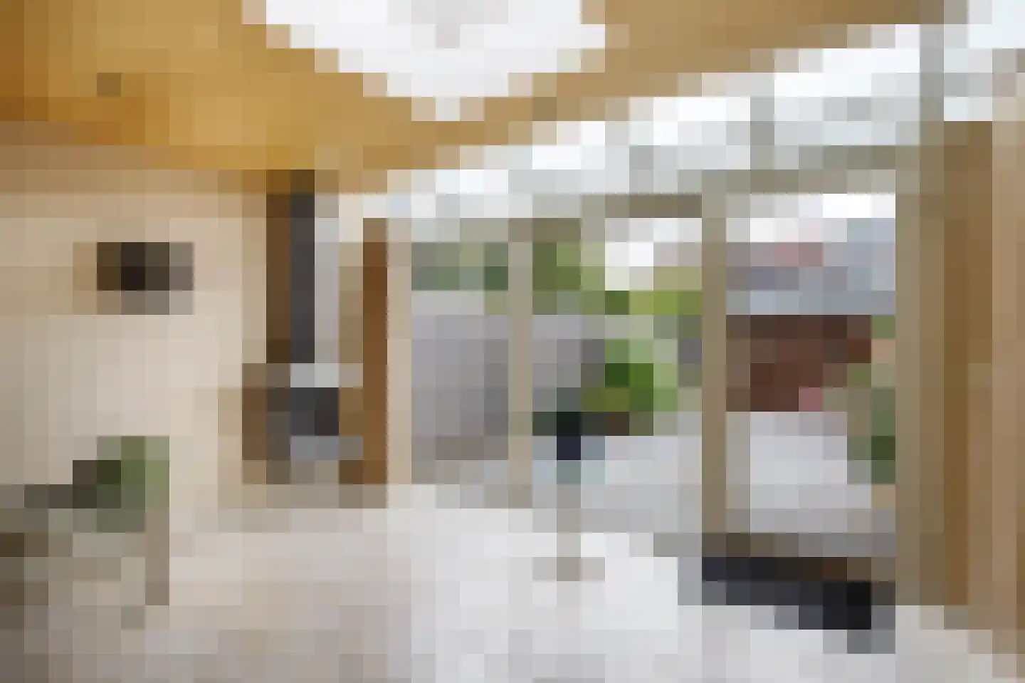 Monnikskruid 15 Nieuwerkerk aan den IJssel thumbnail 15