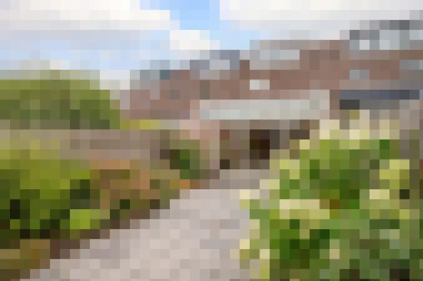 Monnikskruid 15 Nieuwerkerk aan den IJssel thumbnail 4