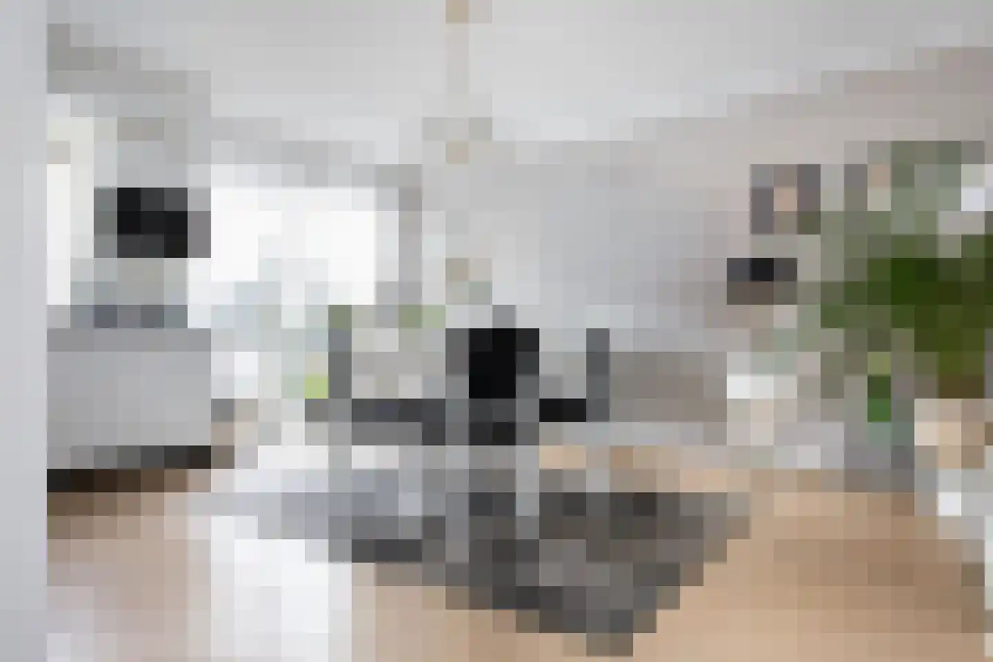 Monniksrob 12 Heerhugowaard thumbnail 13