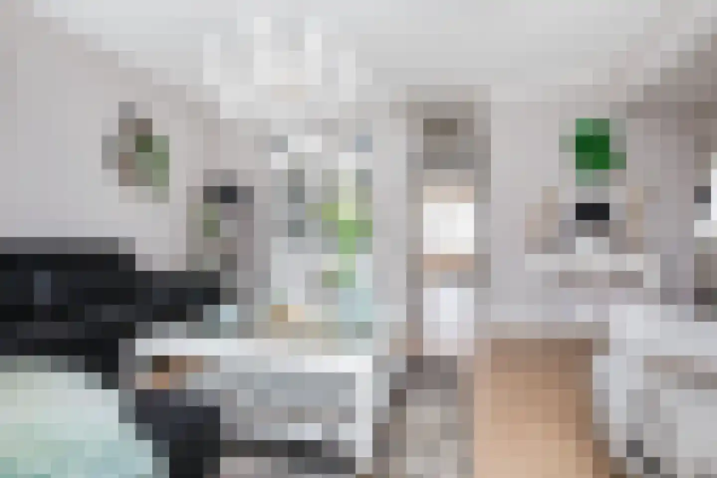 Monniksrob 12 Heerhugowaard thumbnail 21