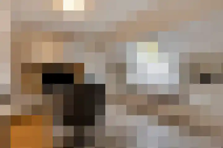 Monseigneur van den Hurklaan 10 a Heesch thumbnail 34
