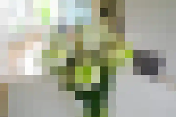 Monseigneur van Steelaan 17 Voorburg thumbnail 13