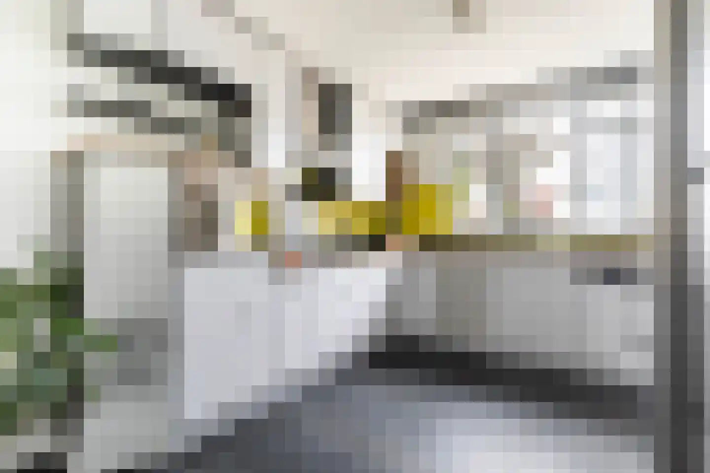 Monsmastate 24 Leeuwarden thumbnail 14