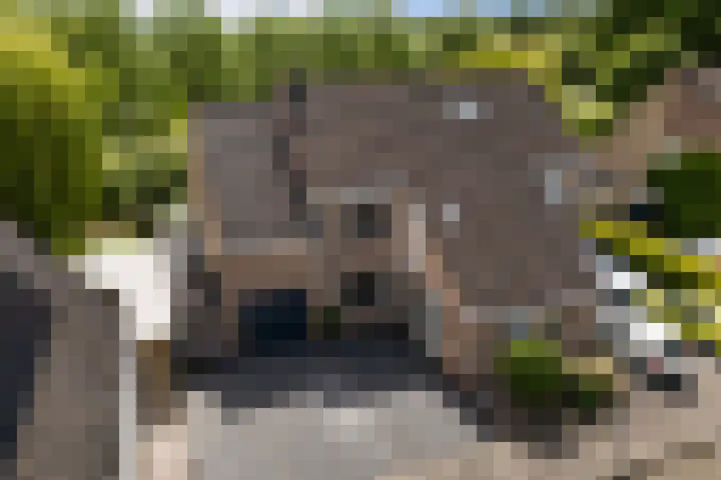 Monsmastate 8 Leeuwarden thumbnail 6