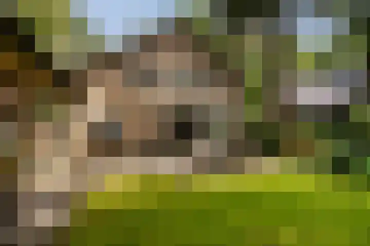 Montanalaan 5 Apeldoorn thumbnail 25