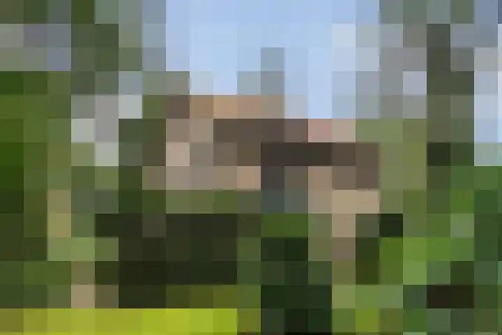 Montanalaan 5 Apeldoorn thumbnail 26