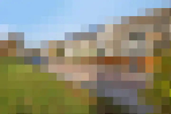 Montenaken 53 Steenbergen thumbnail 38
