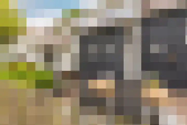 Mookhoek 43 Mookhoek thumbnail 8