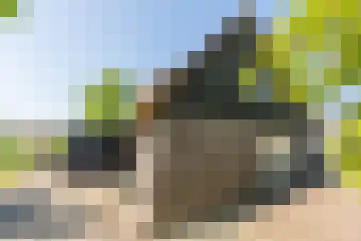 Mookhoek 6 Mookhoek thumbnail 40