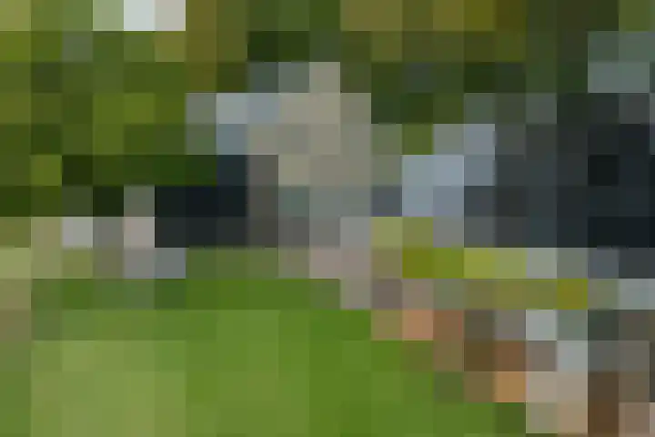 Mookhoek 64 Mookhoek