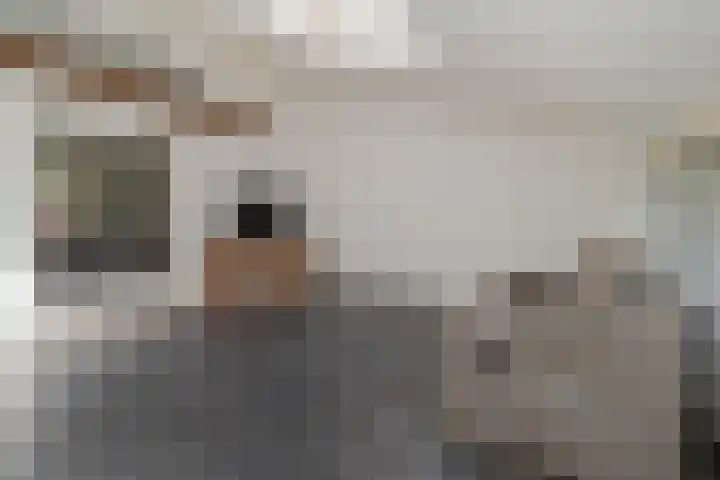 Moorveldsberg 50 Geulle thumbnail 12