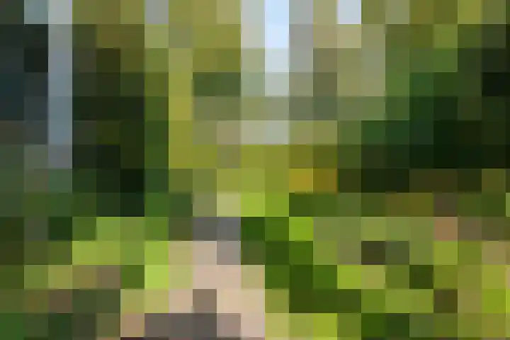 Mooyeveld 2 123 Egmond-Binnen thumbnail 20