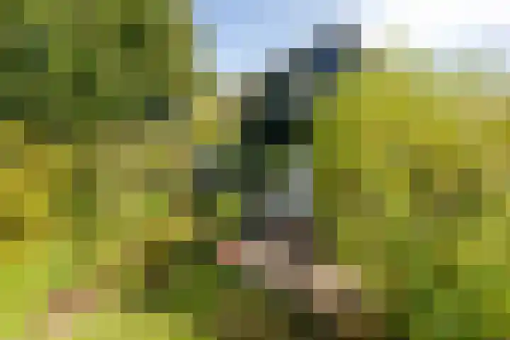 Mooyeveld 2 123 Egmond-Binnen thumbnail 4