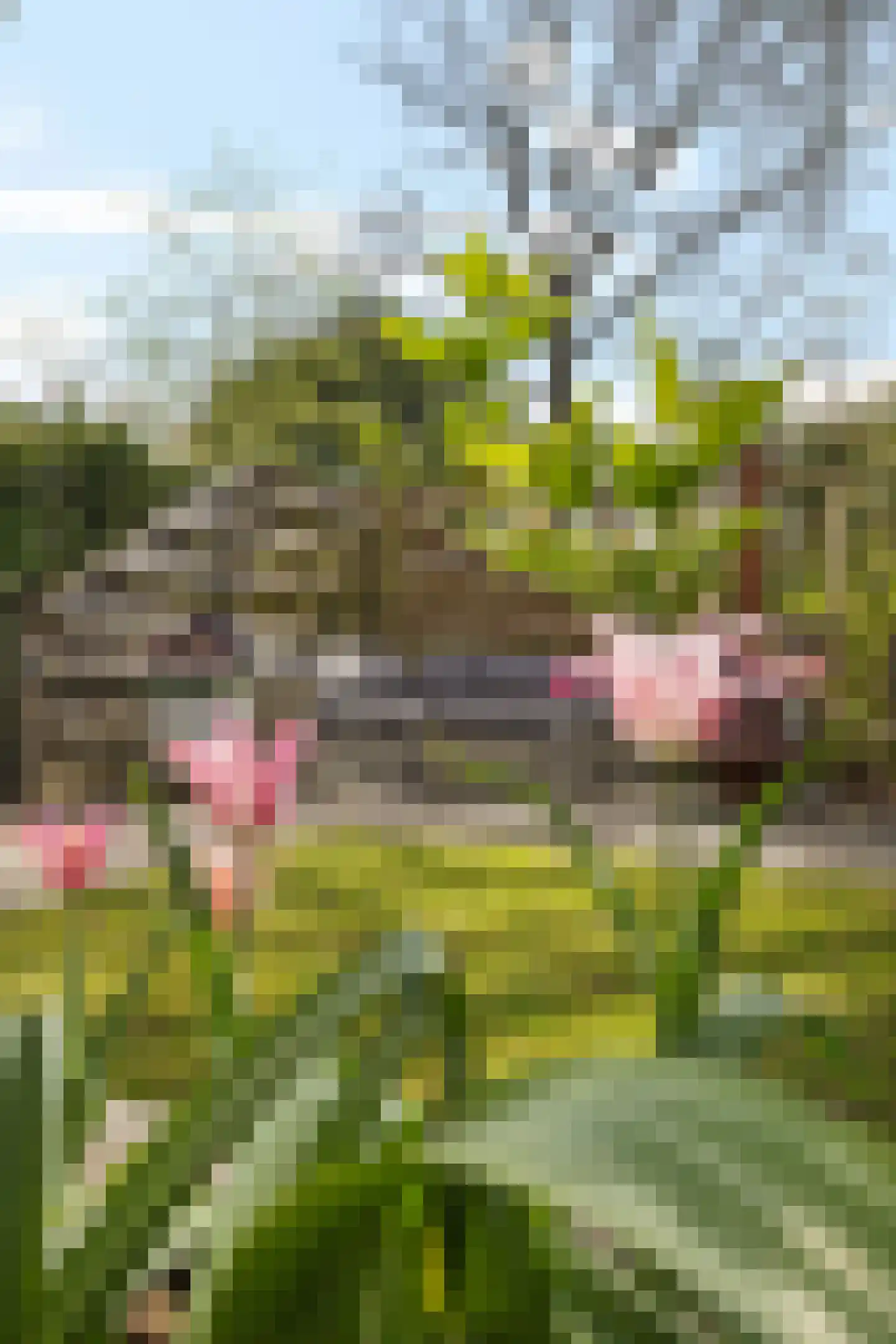 Morane 15 Soesterberg thumbnail 41