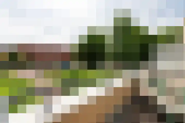 Morel 2 Wageningen thumbnail 19