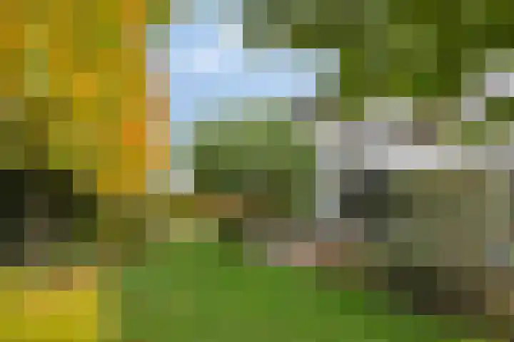 Morel 22 Elst thumbnail 50