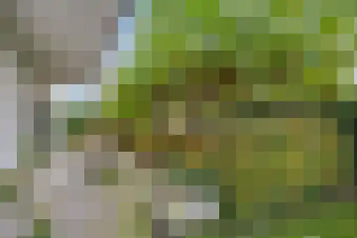 Morel 22 Elst thumbnail 51