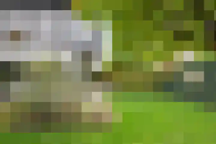 Morel 22 Elst thumbnail 52