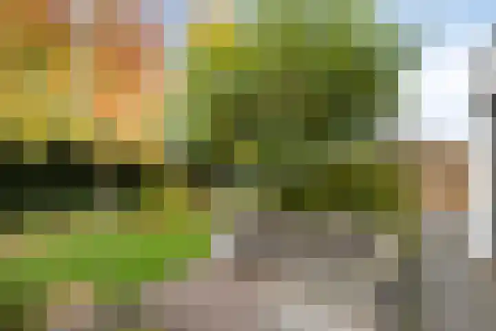 Morel 22 Elst thumbnail 53