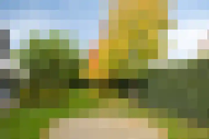Morel 22 Elst thumbnail 55
