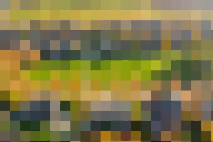 Morel 22 Elst thumbnail 58