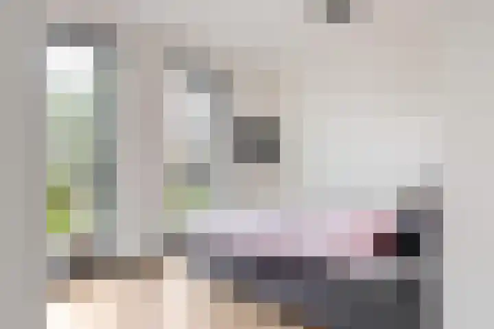 Morel 4 b Elst thumbnail 21